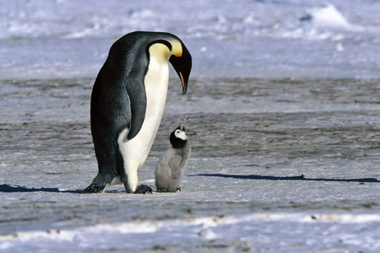 Antarktida je domovem zejména tučňáků.