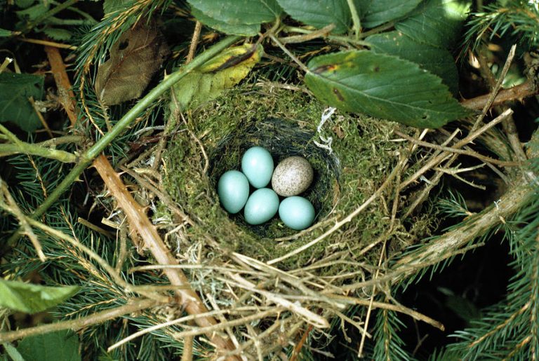 Jedno z vajec jakoby do hnízda nepatřilo.