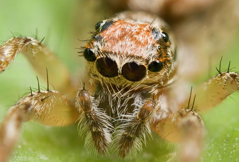 Pavouci patří mezi nejroztodivnější zástupce živočišné říše.