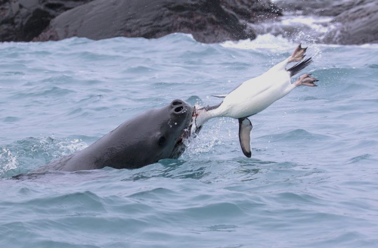 Tuleň leopardí o potravu nemá na Antarktidě nouzi.