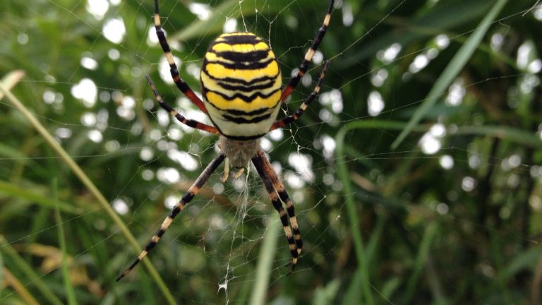 Křižák pruhovaný (Argiope bruennichi) je původem subtropický pavouk z oblasti Středomoří, který však vlivem klomatických změn zdomácněl také v České republice.