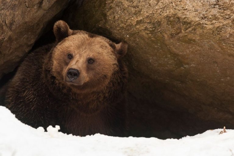 Medvěd během zimy ze svého brlohu občas vystrčí nos.