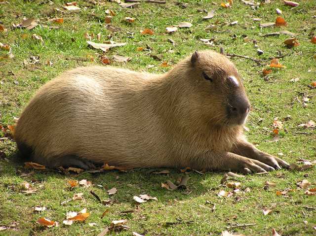 Capybara vydrží pod vodou až 10 minut.