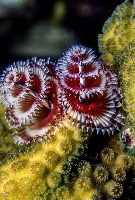 Pro své výrazné zbarvení často jako maskování vyhledávají oblasti barevných korálů, kde splývají s pozadím.