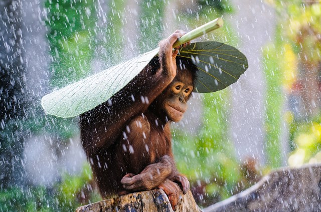 Orangutáni si vytváří i předměty, které nezbytně nepotřebují, třeba deštníky.