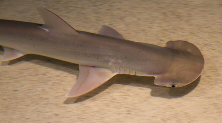 Hlava kladivouna tiburo připomíná svým tvarem lopatu či rýč.