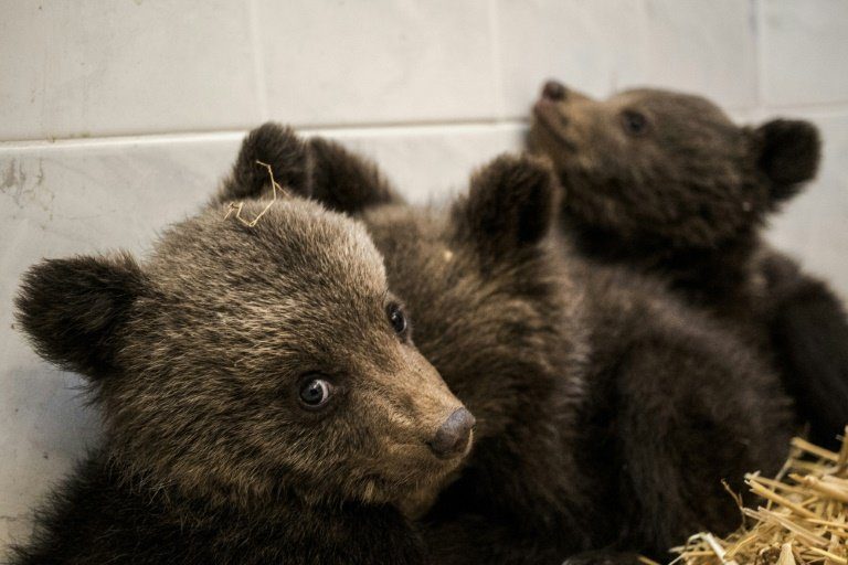 Počet hnědých medvědů po celém světě je odhadován na 200 000 jedinců.