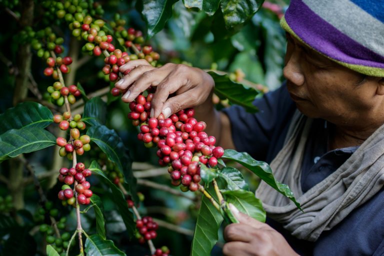 Doba sklizně se liší podle polohy i pěstitelské oblasti. U kvalitnějších káv probíhá dodnes ručně.