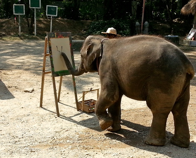 Sloni dokáží i úspěšně malovat.