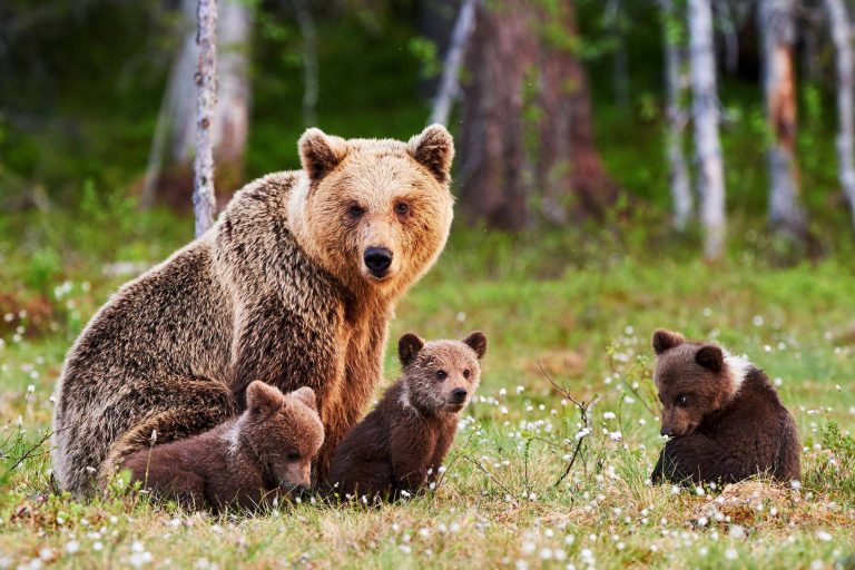 Samice medvěda má utajenou březost, kdy se časné zárodečné stadium nevyvíjí. Mláďata se rodí po 6-8 měsíční březosti při zimním spánku.