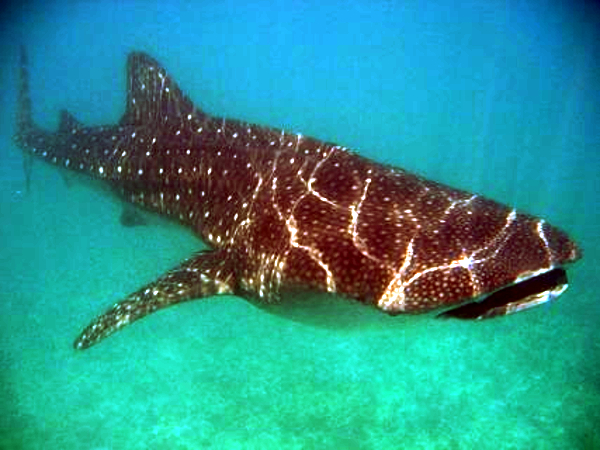 Největší žijící zástupce žraloků žralok obrovský je kliďas, živí se toliko planktonem a malými druhy ryb.