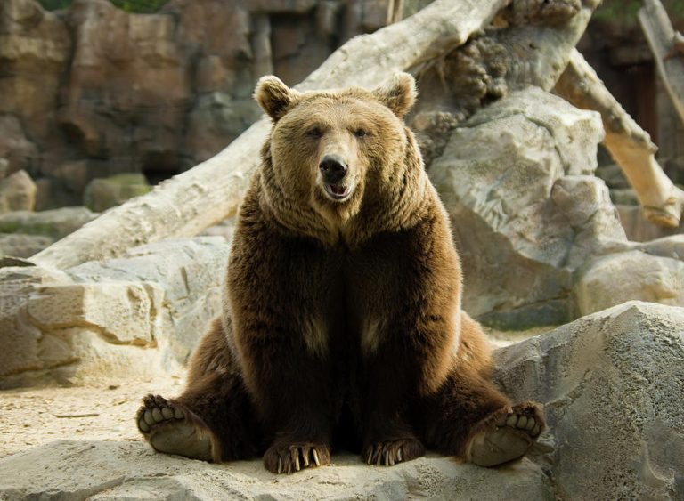 V zajetí se medvědi mohou dožít až 40 let.
