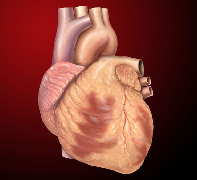 Srdeční pulz stoupá ze 60 na 130 úderů za minutu.