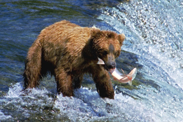 Medvědi se vyskytují u vodních toků kvůli lovu ryb.