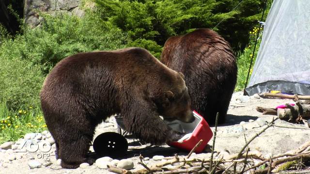 Medvědi si hledají potravu u lidského obydlí.