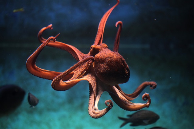 Chobotnice mají velmi dobrou paměť a výborně se orientují.