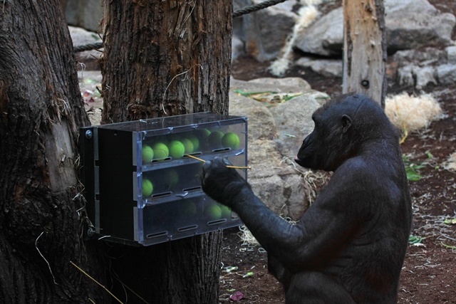 Šimpanzi si vyrábí nástroje, které i ve svůj prospěch využívají.