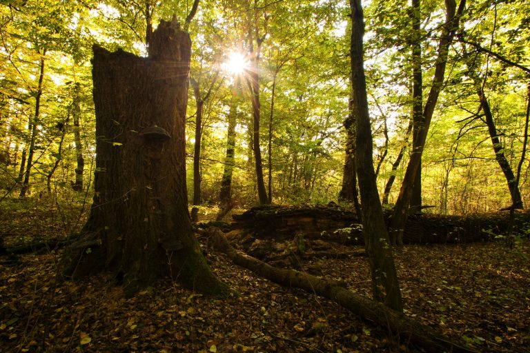Pozůstatky mohutných dubů v národní přírodní rezervaci Ranšpurk dokládají, že tamní porosty byly dříve mnohem otevřenější, než je tomu dnes.