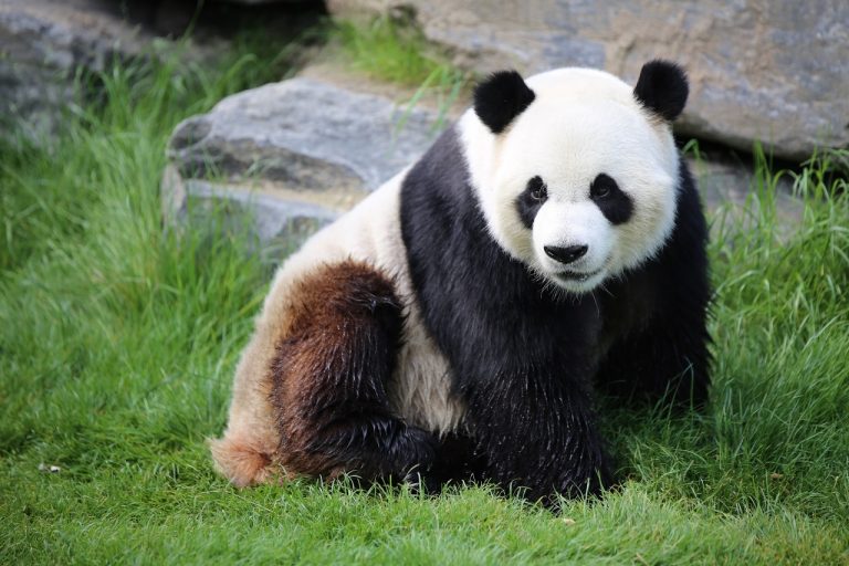 Dodnes v centrálních oblastech Číny operují pytláci, kteří se nerozpakují pandy zastřelit.