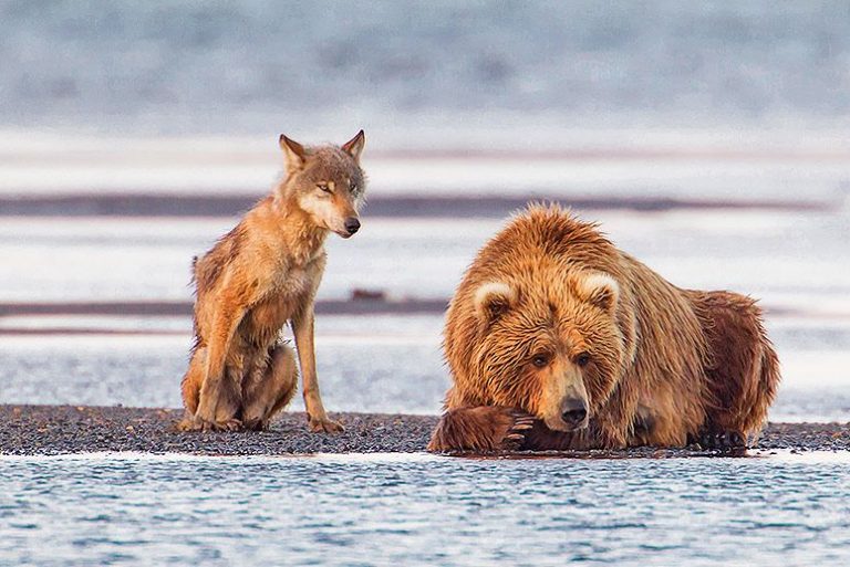 Aljašští vlci a medvědi se nakonec Finů nedočkali.