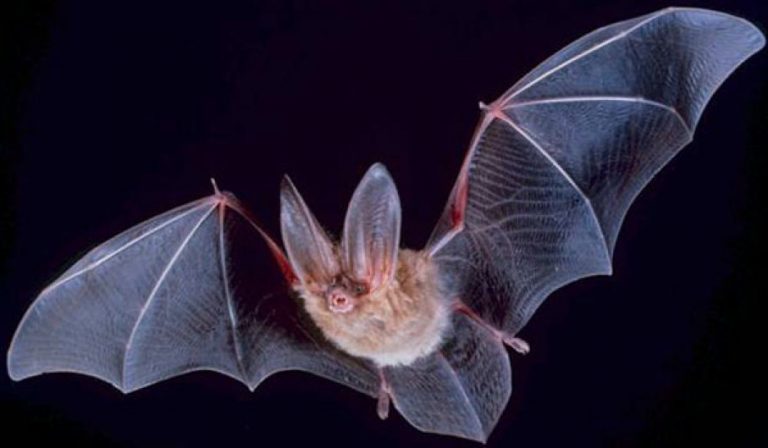 Nejvýznamnějším znakem netopýrů jsou křídla vyvinuvší se z předních končetin.