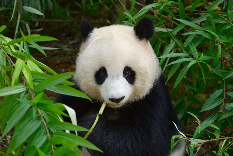 Zabití pandy trestají čínské soudy trestem smrti.