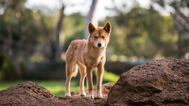 Vlivem křížení se psy žije dnes v Austrálii už jen asi 17 % čistokrevných dingů.
