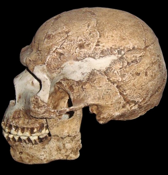 Lebka moderního člověka z doby před 120 000 lety.