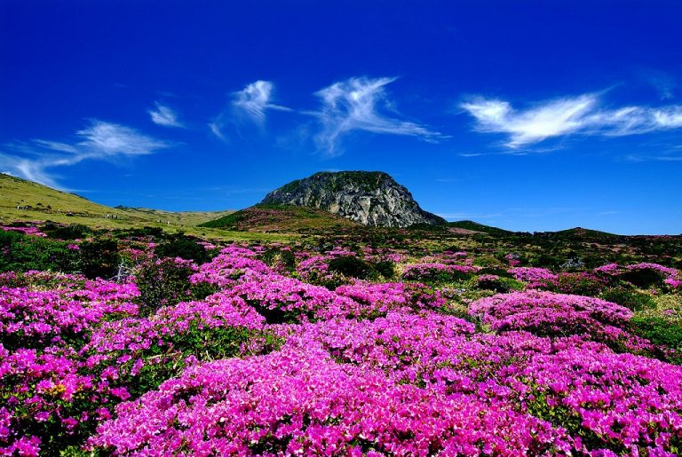 Ostrov Čedžu byl před 1200 lety vytvořen sopečnou činností, a jeho povrch tak tvoří láva.