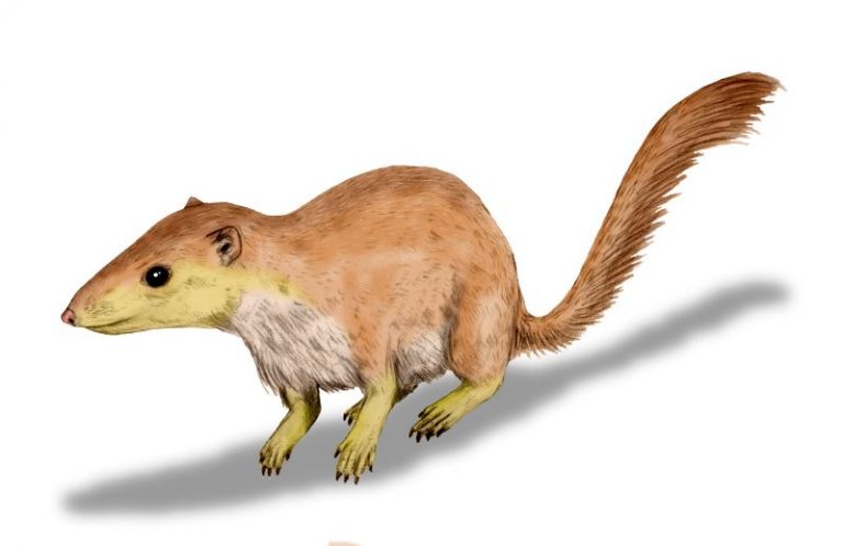 Purgatorius, dosud nejstarší známý primát (paleocén).