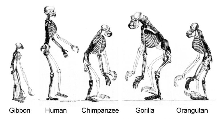 Srovnání koster jednotlivých primátů.