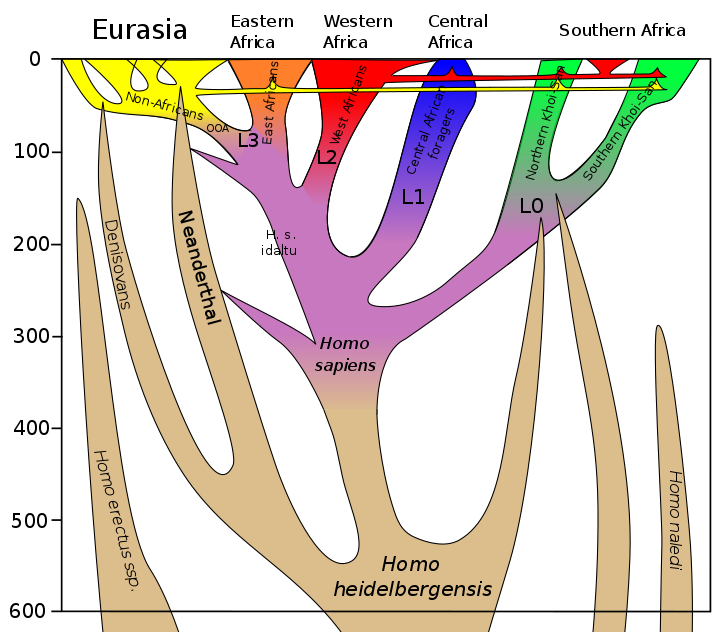 Strom vývoje člověka dle současných poznatků.