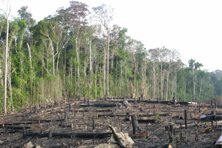 Kácení lesů v Amazonii postupuje drtivým tempem.