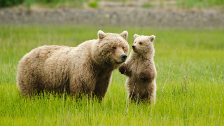Medvědi v Yellowstonském parku zatím mohou být v klidu.