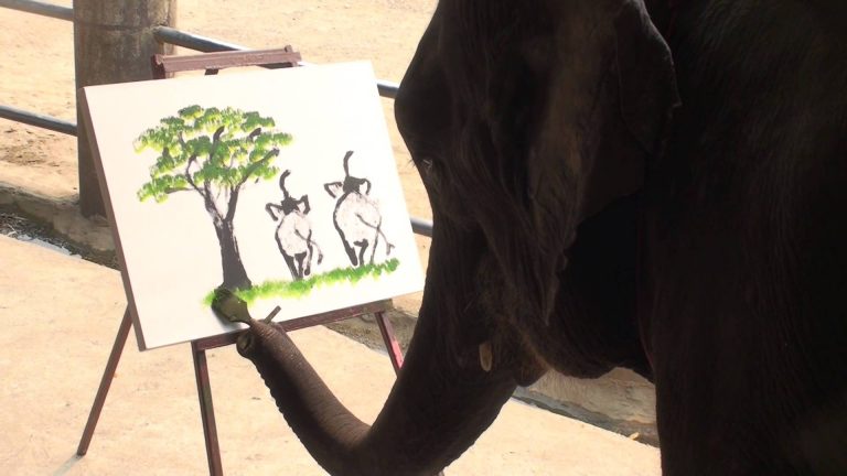 Sloni jsou výbornými malíři.