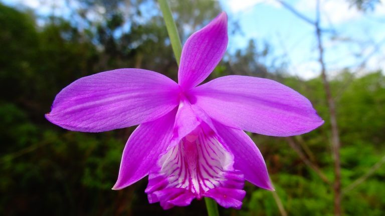 Pěstovat orchideje není snadné. Roezl jim dokáže vytvořit ty nejlepší podmínky.