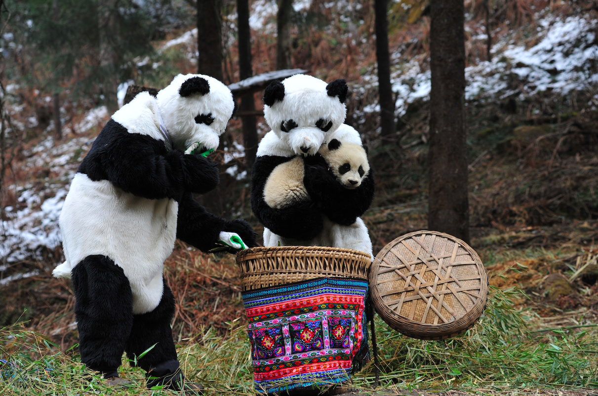 Обнять панду. Обниматель панд профессия. Обниматели панд в Китае. Профессия обниматель панд в Китае. Костюм панды.