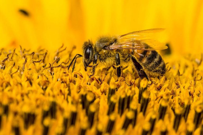 O schopnostech včel svědčí jejich sofistikovaná dělba práce, skvělé schopnosti orientace v prostoru a čase či včelí tanečky, jejichž prostřednictvím jsou schopné předávat velmi komplikované informace o umístění potravy i její kvalitě