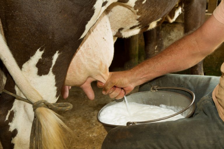 Jsme jediní dospělí savci, kteří se živí mlékem. Jeho prospěšnost je ale sporná.
