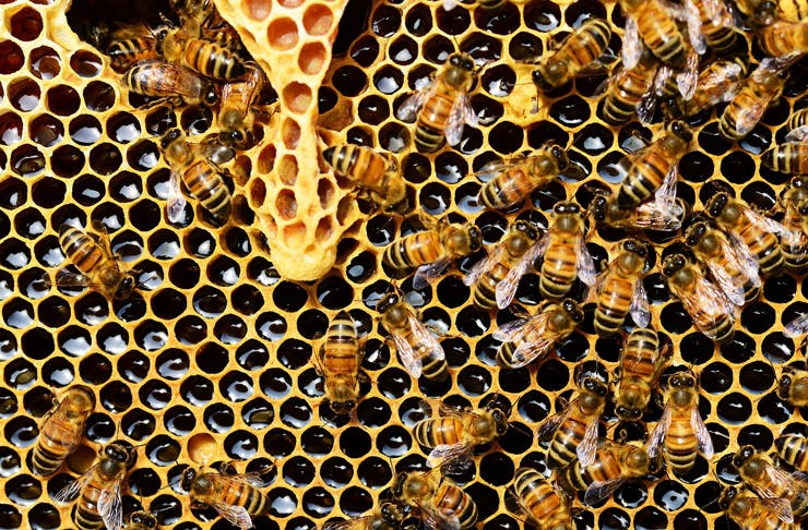 Včelstva čelí stále většímu znečištění životního prostředí,pokles jejich stavů může mít důsledky pro celý ekosystém.