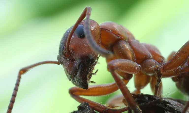 Detail hlavy mravence.