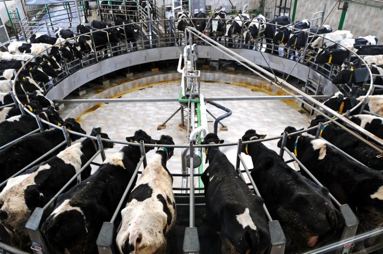 Průměrná česká kráva za rok nadojí skoro 7500 litrů průměrného mléka.