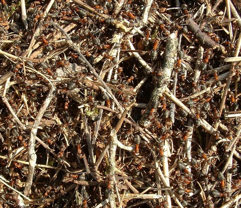 Mraveniště má dominantní orientaci směrem k jihu, kde je pozvolnější svah zajišťující lepší nakládání s energií a zvýšenou akumulaci tepla.