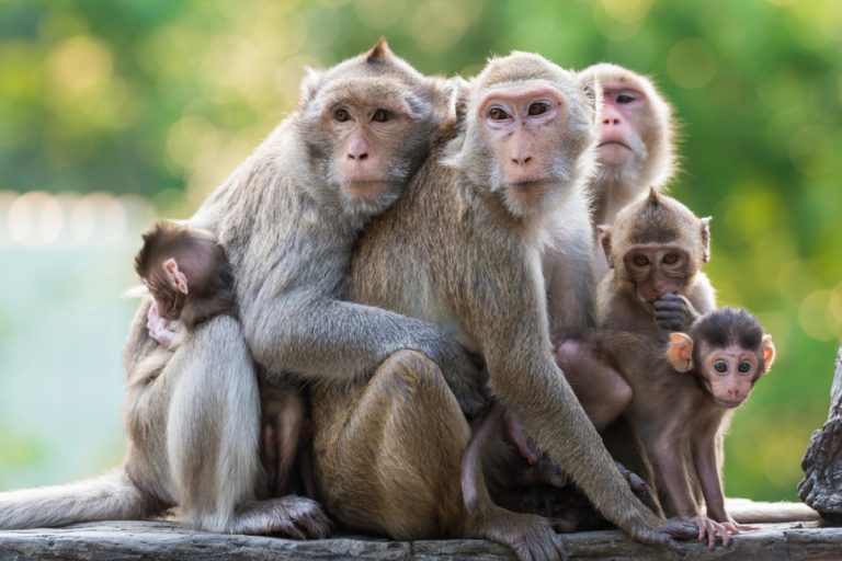 I opice zjišťují, že spolupráce se vyplácí.