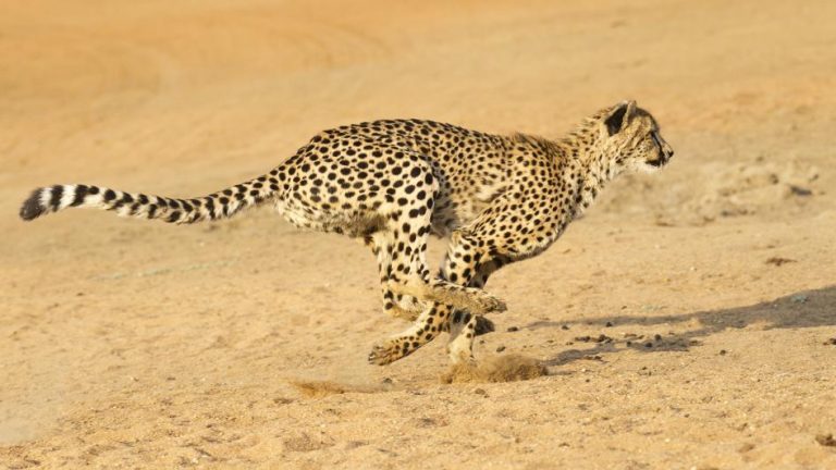 Gepard dokáže zrychlit z 0 na 80 km/h za necelé čtyřiu vteřiny.