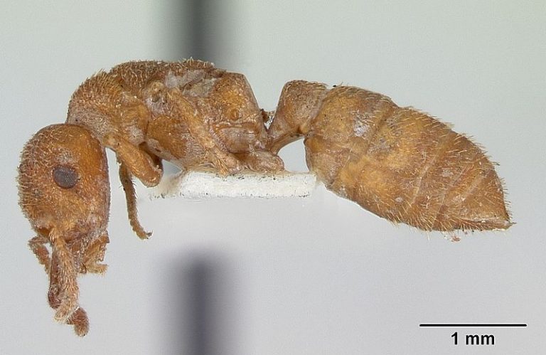 Mravenec Mystrium camillae nepatří mezi největší zástupce svého rodu.