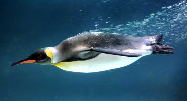 Tučňáci jsou výborní potápěči.