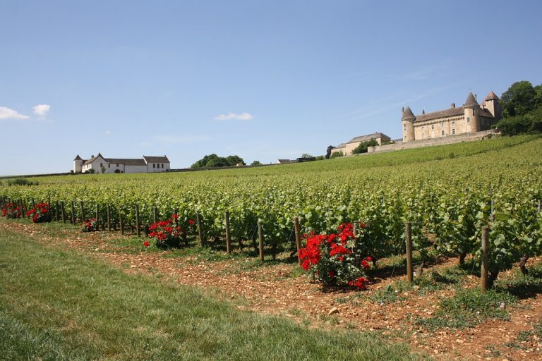 Burgundsko se stane krajem zaslíbeným pěstování vína.