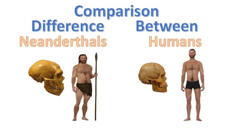 Porovnání homo sapiens s neandrtálcem.