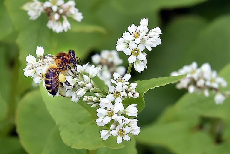 Kvetoucí pohanku milují včely a vyrábějí z ní dobrý med.